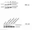 Fig. 06 - Method for screening for compounds using MHC class II invariant chain polypeptide and macrophage migration inhibitory factor