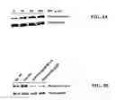 Fig. 07 - Method for screening for compounds using MHC class II invariant chain polypeptide and macrophage migration inhibitory factor
