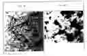 Fig. 03 - SOLUBLE CYCLIC ANALOGUES OF BETA AMYLOID PEPTIDE