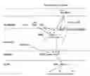 Fig. 01 - Methods of diagnosis and treatment for asthma, allergic rhinitis and other respiratory diseases based on haplotype association