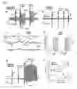 Fig. 04 - Novel Chloride Channel Pore Openers