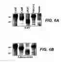 Fig. 08 - Use of VEGF-C or VEGF-D in Reconstructive Surgery