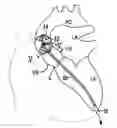 Fig. 01 - Device for in situ positioning of cardiac valve prosthesis