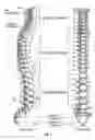 Fig. 02 - Selectively expanding spine cage, hydraulically controllable in three dimensions for enhanced spinal fusion