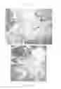 Fig. 07 - Tissue scaffold having aligned fibrils, apparatus and method for producing the same, and artificial tissue and methods of use thereof