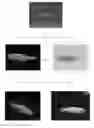 Fig. 01 - Novel Zebrafish