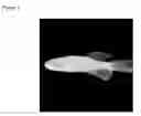 Fig. 02 - Novel Zebrafish