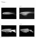 Fig. 03 - Novel Zebrafish