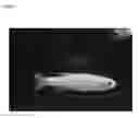 Fig. 04 - Novel Zebrafish