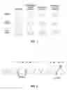 Fig. 02 - Broccoli line M7028