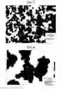 Fig. 05 - Copper microparticle and process for producing the same