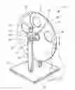 Fig. 01 - Pet entertainment apparatus