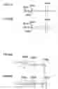 Fig. 23 - LIQUID EJECTION APPARATUS, IMAGE FORMING APPARATUS AND EJECTION DETERMINATION METHOD