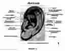 Fig. 09 - Headset with interchangeable ear pieces