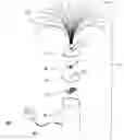Fig. 01 - Fiber Optic Withy Light Device