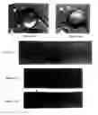 Fig. 06 - Methods of screening agents for activity using teleosts