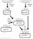 Fig. 01 - Genetically encoded multifunctional compositions bidirectionally transported between peripheral blood and the cns