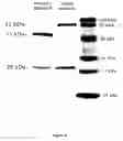 Fig. 33 - Genetically encoded multifunctional compositions bidirectionally transported between peripheral blood and the cns