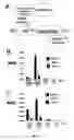Fig. 43 - Genetically encoded multifunctional compositions bidirectionally transported between peripheral blood and the cns