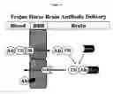 Fig. 46 - Genetically encoded multifunctional compositions bidirectionally transported between peripheral blood and the cns