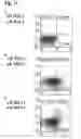 Fig. 13 - Anti-α9 integrin antibody and the use thereof