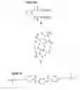 Fig. 06 - Optical Recording Medium Comprising Molecules With Hydrogen Bonds
