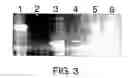 Fig. 08 - Method for rapid identification of alternative splicing