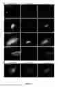 Fig. 02 - Method and composition for detecting protein-protein and protein-nucleic acid interactions