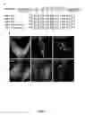 Fig. 07 - Method and composition for detecting protein-protein and protein-nucleic acid interactions