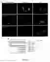 Fig. 08 - Method and composition for detecting protein-protein and protein-nucleic acid interactions