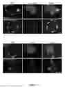 Fig. 09 - Method and composition for detecting protein-protein and protein-nucleic acid interactions