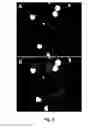 Fig. 05 - Genetically  Encoded Photosensitizers and Methods for Using Same