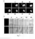 Fig. 09 - Genetically  Encoded Photosensitizers and Methods for Using Same