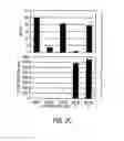 Fig. 06 - Double-stranded and single-stranded RNA molecules with 5′ triphosphates and their use for inducing interferon