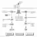 Fig. 01 - In vivo amplification of neural progenitor cells