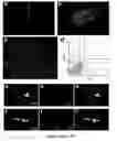 Fig. 06 - In vivo amplification of neural progenitor cells