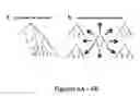 Fig. 07 - In vivo amplification of neural progenitor cells