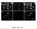 Fig. 22 - In vivo amplification of neural progenitor cells