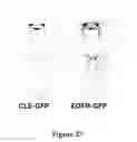 Fig. 28 - In vivo amplification of neural progenitor cells