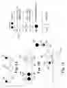 Fig. 02 - Chromatographic test strips for one or more analytes