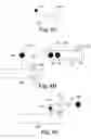 Fig. 07 - Chromatographic test strips for one or more analytes