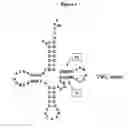 Fig. 02 - Compositions of tRNA and uses thereof