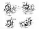 Fig. 01 - MODULATORS OF PHOSPHOTYROSYL PHOSPHATASE ACTIVATOR