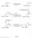 Fig. 35 - Compositions containing, methods involving, and uses of non-natural amino acids and polypeptides