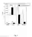 Fig. 04 - Transport of basic fibroblast growth factor across the blood brain barrier