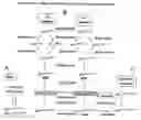 Fig. 01 - Method for the production of multiple-unsaturated fatty acids in transgenic organisms