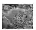 Fig. 01 - Materials based on tangled nanotubes or nanofibres, preparation method thereof and use of same