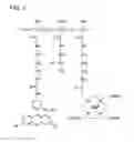 Fig. 02 - Macromolecular delivery systems for non-invasive imaging, evaluation and treatment of arthritis and other inflammatory diseases
