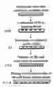 Fig. 01 - Method of promoting the differentiation of staminal cells