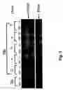 Fig. 04 - Method of promoting the differentiation of staminal cells